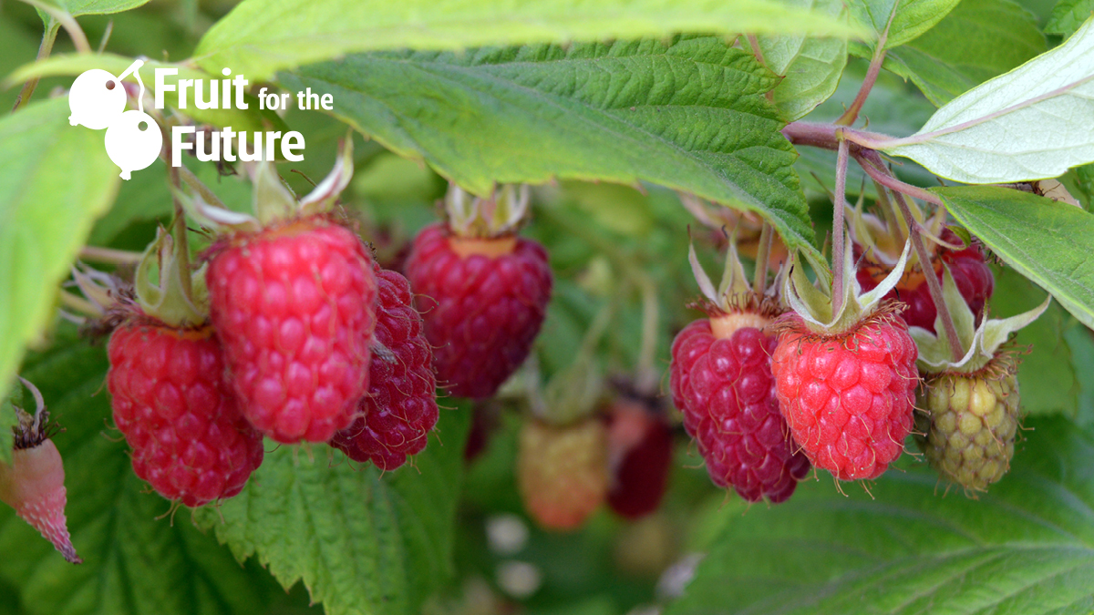 JamesHuttonInst's tweet image. Nikki Jennings from @JamesHuttonLtd will join us on our #FruitForTheFuture guided tours to update us on our current blackberry and raspberry breeding programme. @SocietyCrop 

Learn more about Fruit for the Future: bit.ly/FFFuture2023