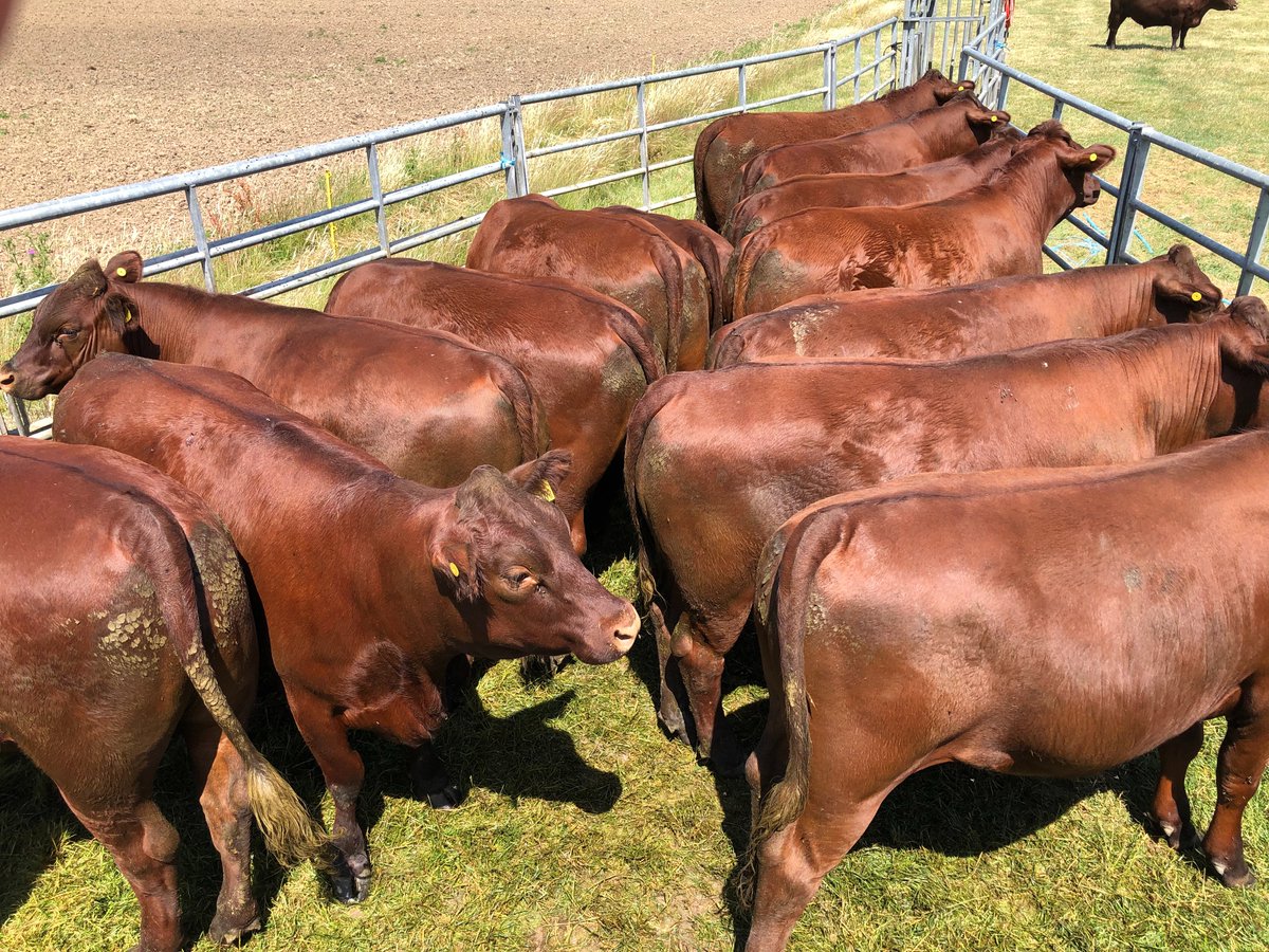 Take a look at our July store cattle &amp; store lamb report olmc.co.uk/blog/