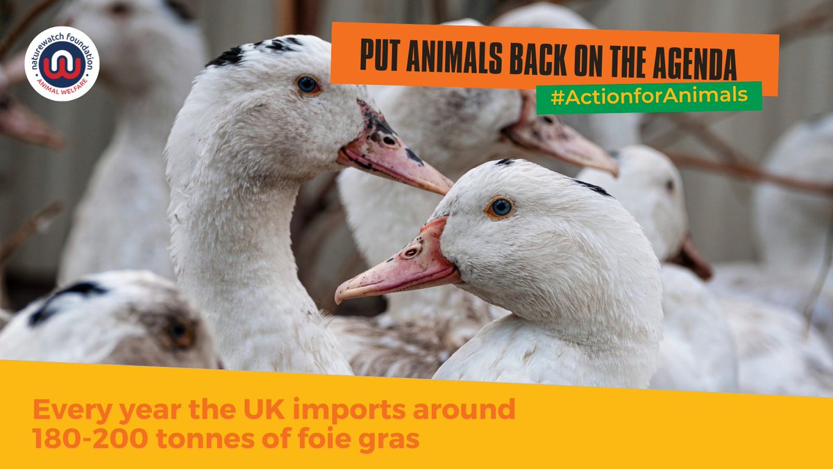 Naturewatch_org's tweet photo. Foie gras is made by force-feeding excessive amounts of food to ducks & geese. It causes terrible pain to over a million birds a year and it's STILL imported into the UK.
Urge your MP to put animals BACK on the agenda:
https://t.co/9d8QxySwiH
#DontForgetAnimals #ActionForAnimals https://t.co/TkSvvybQy4