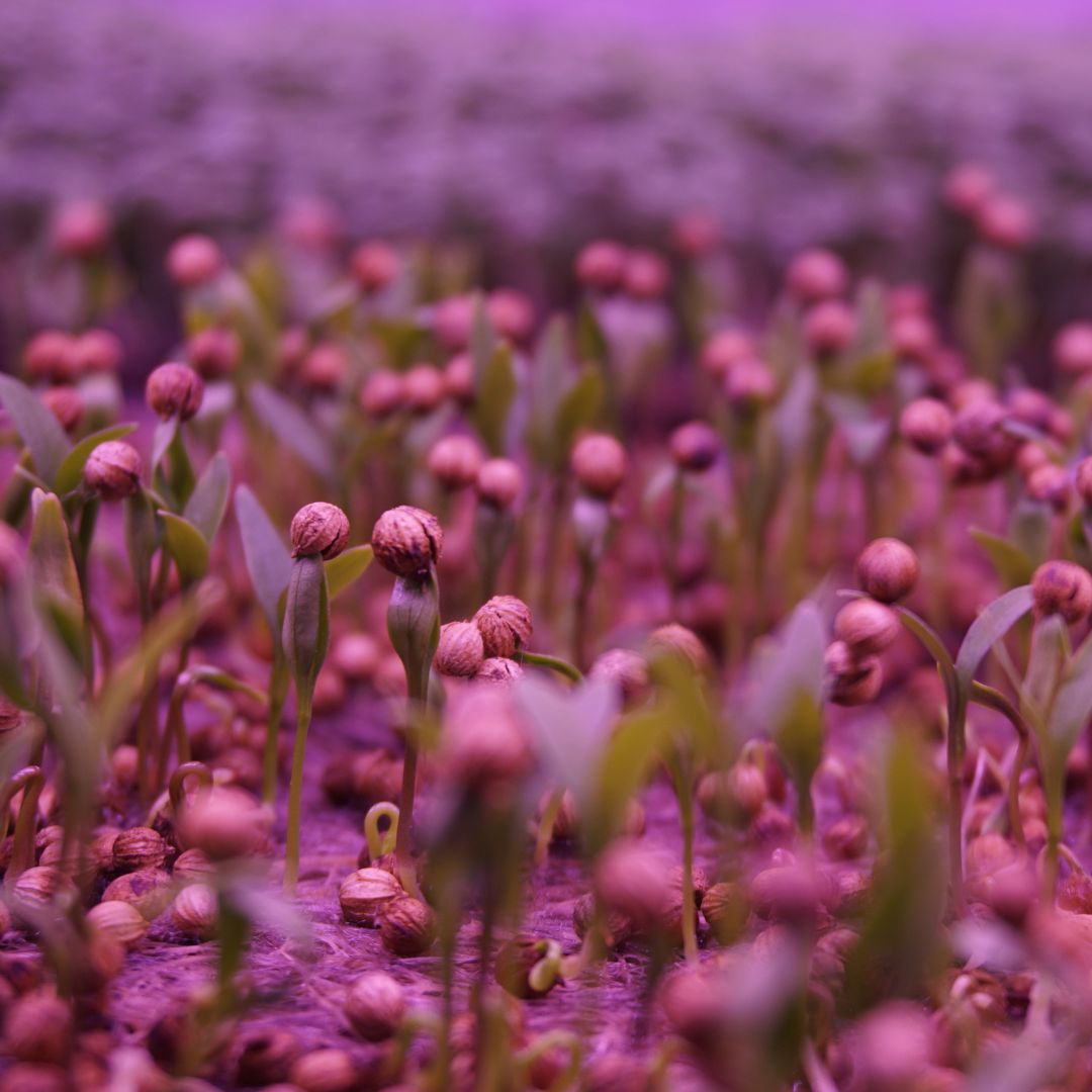 Learn more about vertical farming of microgreens - how we provide them with an exceptional environment for optimal growth 💚

hydro-polis.com/en/grow-microg…