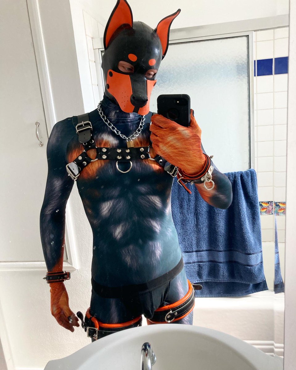 c_arubber's tweet photo. Pup got a new suit https://t.co/lBXZshbnl0