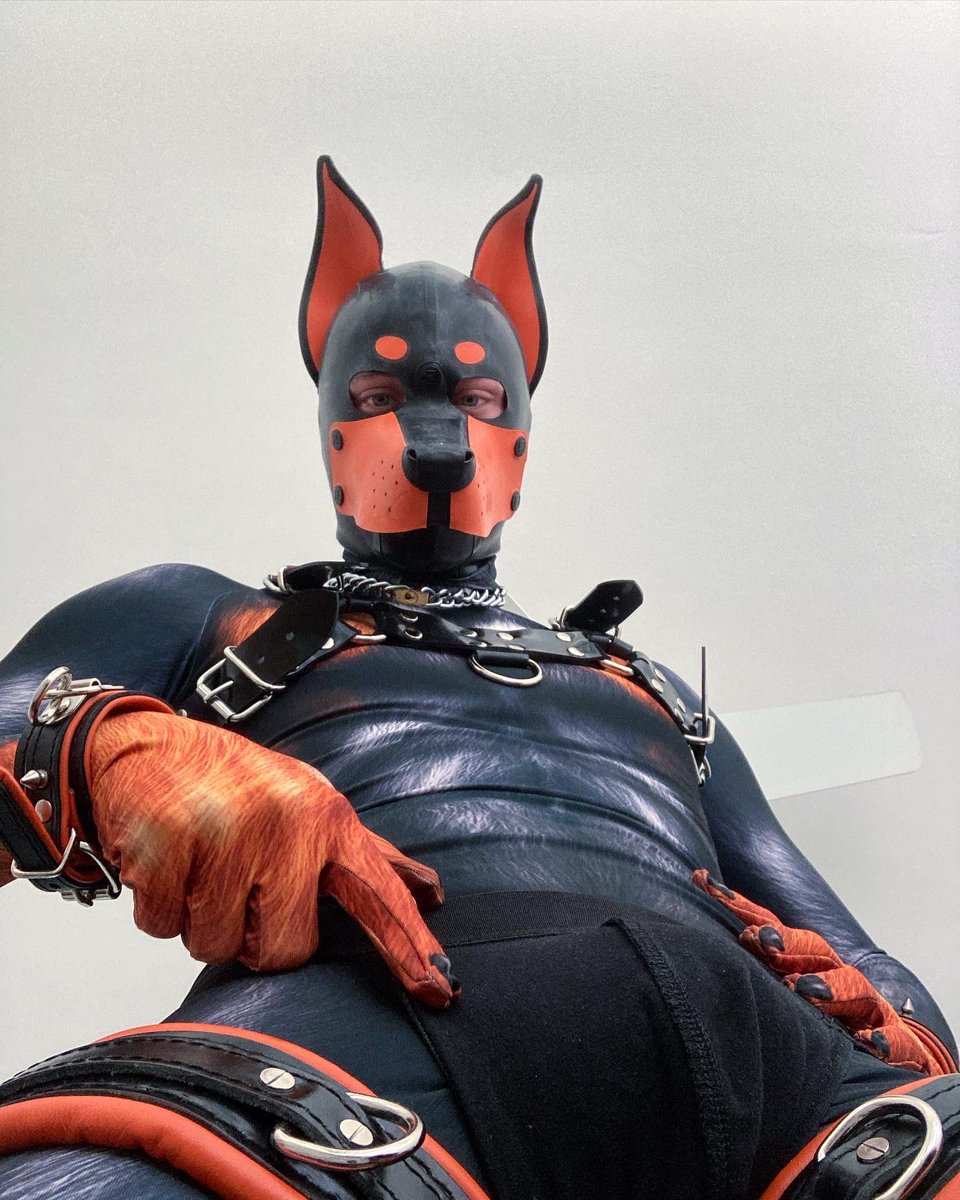 c_arubber's tweet photo. Pup got a new suit https://t.co/lBXZshbnl0