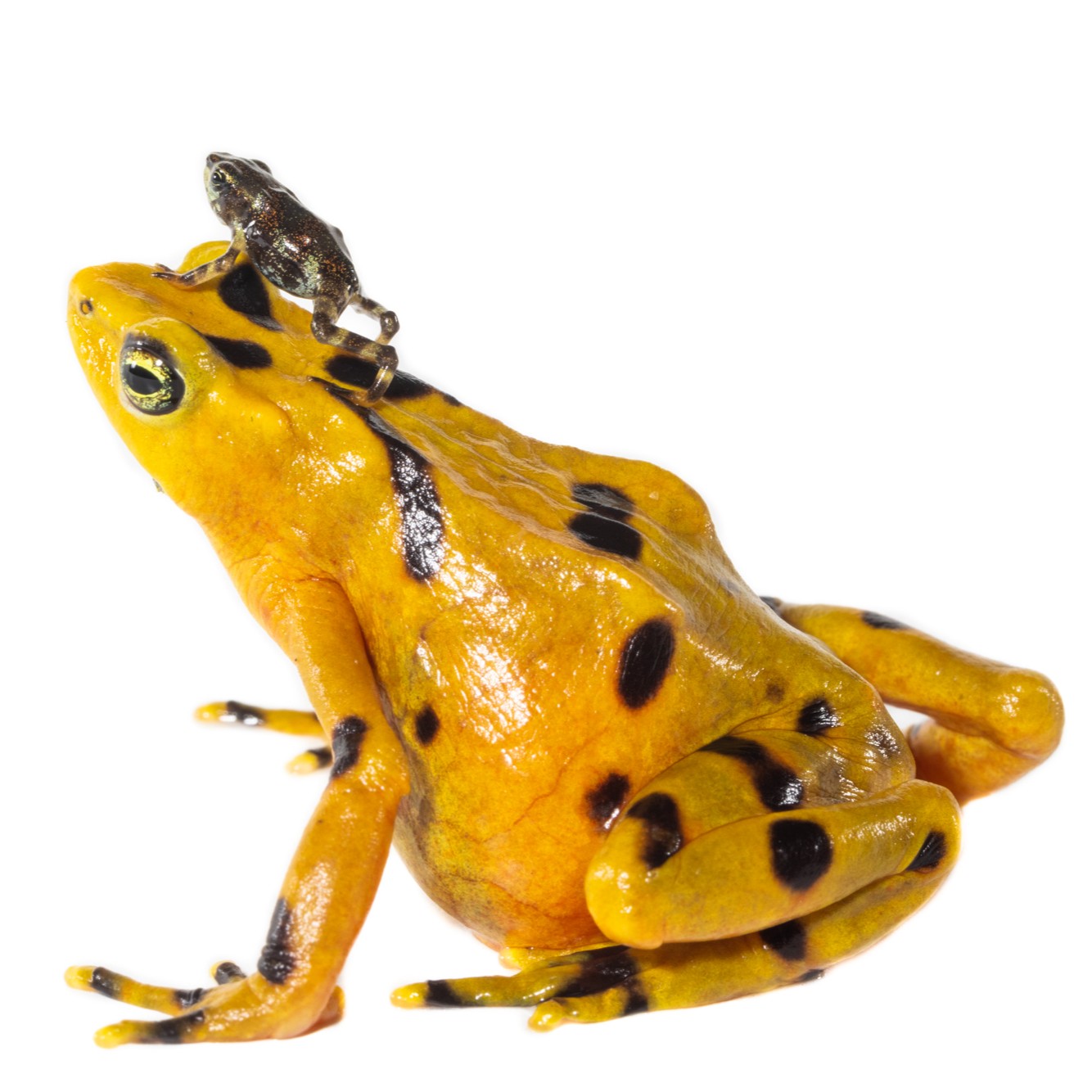 National Zoo on Twitter "Neither building repairs nor renovations can