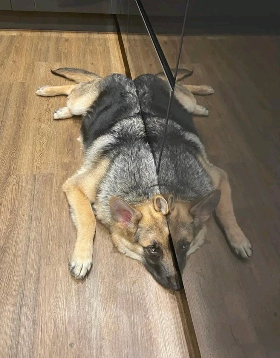 Justgshepherd's tweet photo. Gsd of the day! 
#gsd #GermanShepherd #germanshepherds https://t.co/KgfDtRTu4h