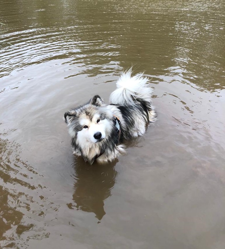 HotDogsResearch's tweet photo. We've summarised our latest paper in a blog post - https://t.co/UAItxBQO7G 
Article here https://t.co/a279N6rCne but TL:DR - cool first, transport second, and use water to cool dogs with heatstroke! Cold-water immersion for young/healthy, or water plus air movement for any dog. https://t.co/RN0wKYCEfA