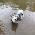 Photo by Hot_Dogs_research (@HotDogsResearch)