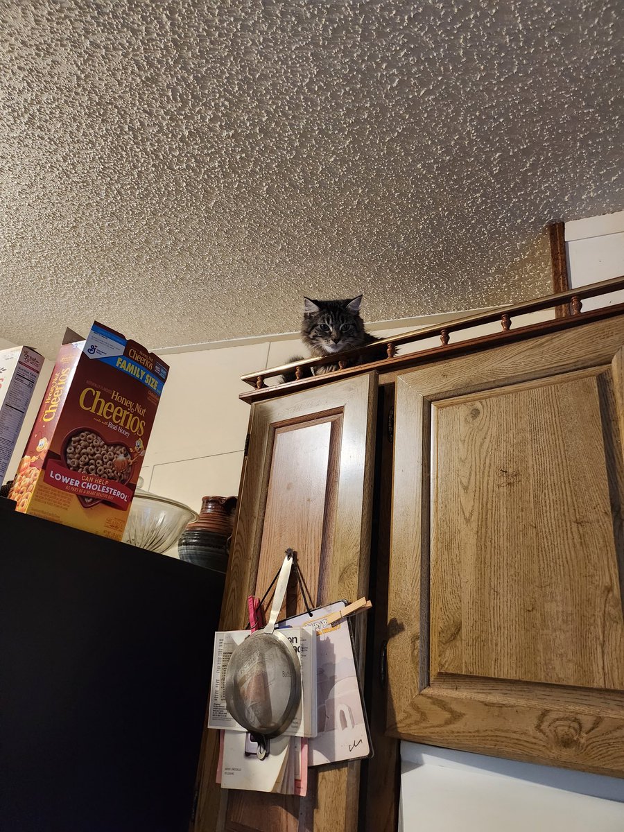 KristyTracey's tweet image. Love these 2 so much 🥰🥰