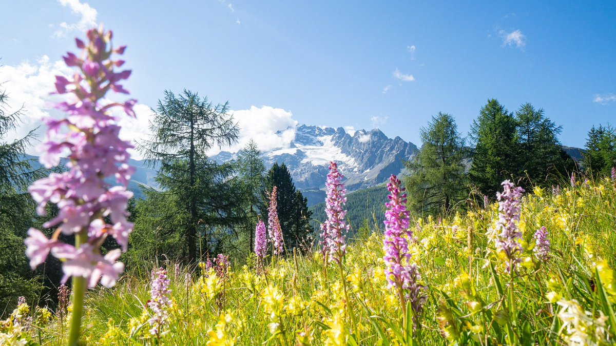 valtellina's tweet photo. #cartolina dalla #ValViola in @ValdidentroAV con vista sulla #CimaPiazzi, tra le #montagne simbolo della #Valtellina
#postacard from ValViola, a real #mountain paradise for #hiking and #mtb https://t.co/QAYzhAU2IN