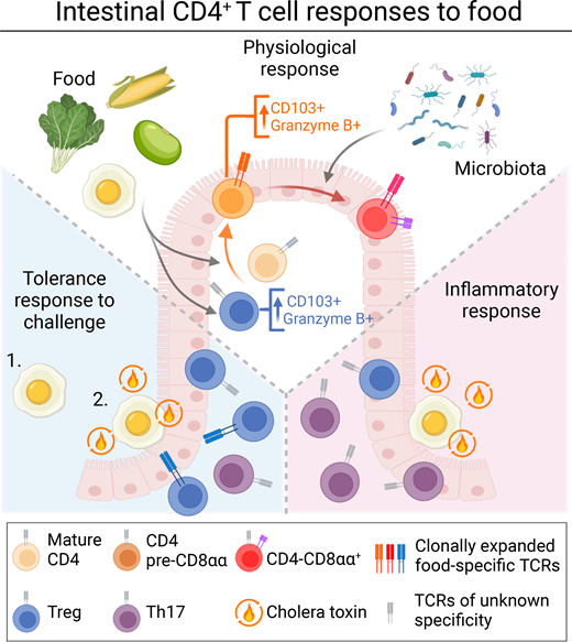 Society for Mucosal Immunology tweet media