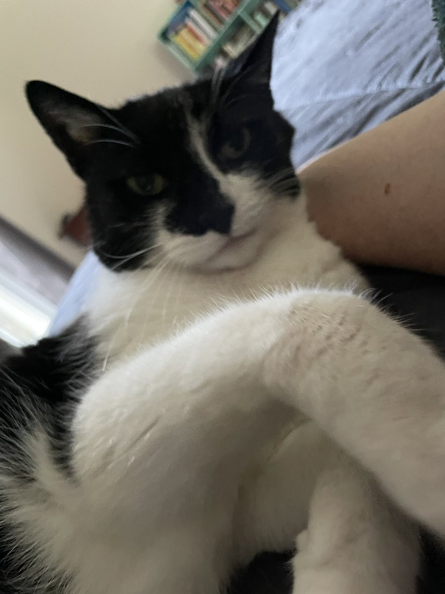 tuxedosiblings's tweet image. Morning everbodies, paw waves! 🐾