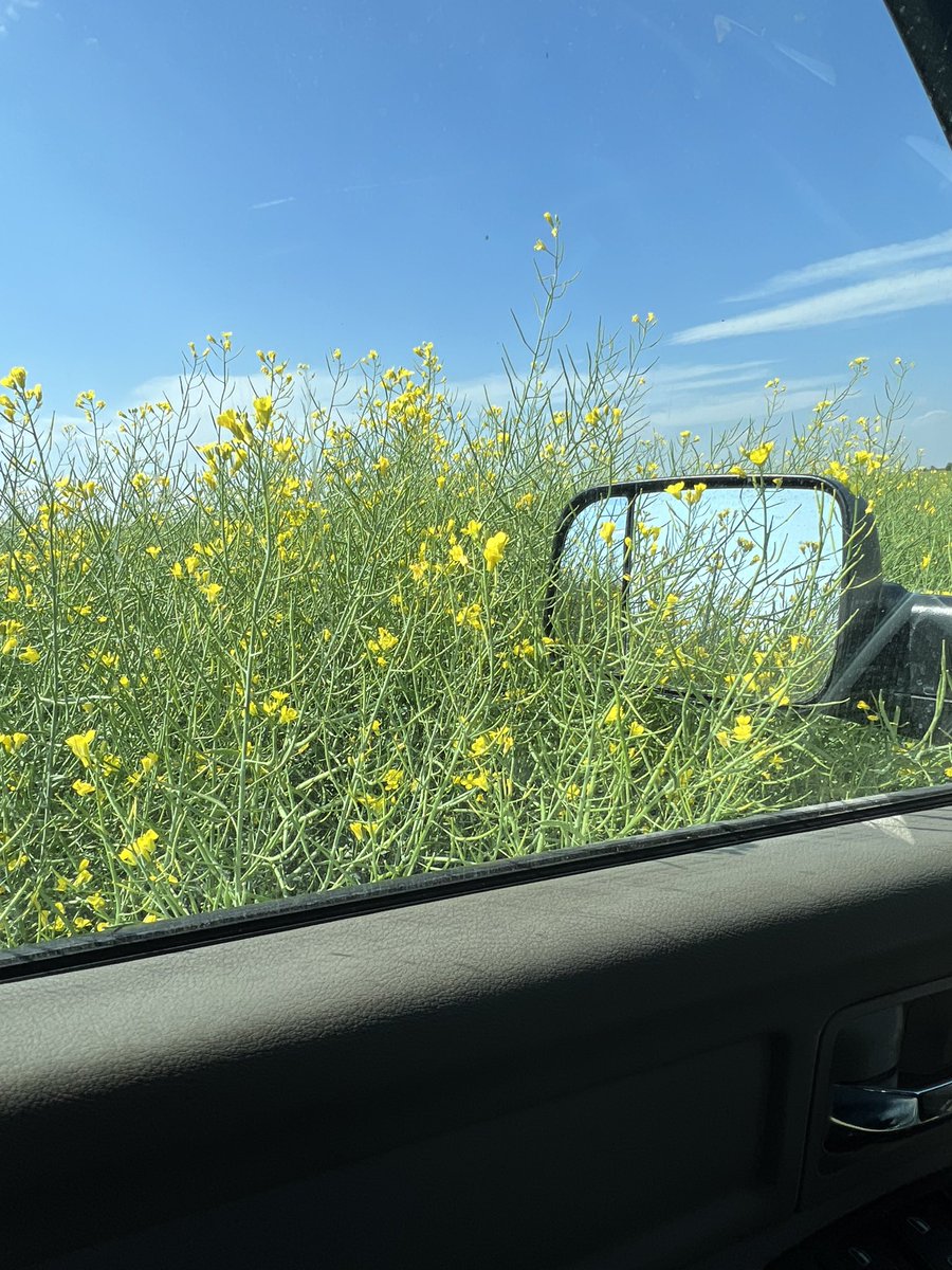 Best canola crop we have ever had! Under irrigation, apparently we did something right this spring. BREVANT B4015