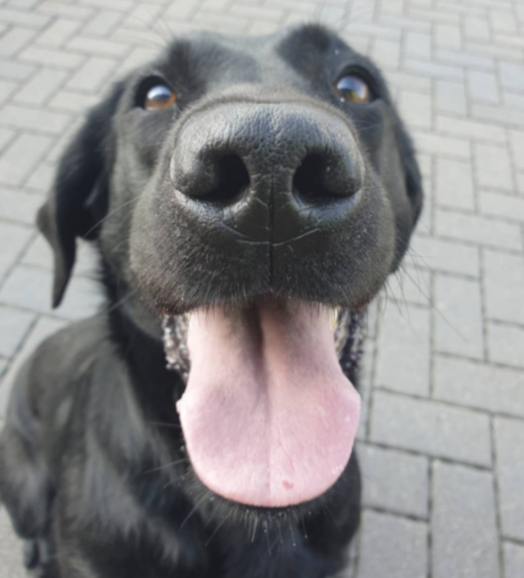 PSOSDogs's tweet photo. #PDStorm & #S371 supported @PSOSNorthEast officers when they executed a drugs warrant in Aberdeen. Thanks to Storms nose approximately £27000 worth of suspected "Crack Cocaine" was recovered. 2 men were arrested & charged. Time for some down time with her favourite toy! https://t.co/BLvFcvBLgK