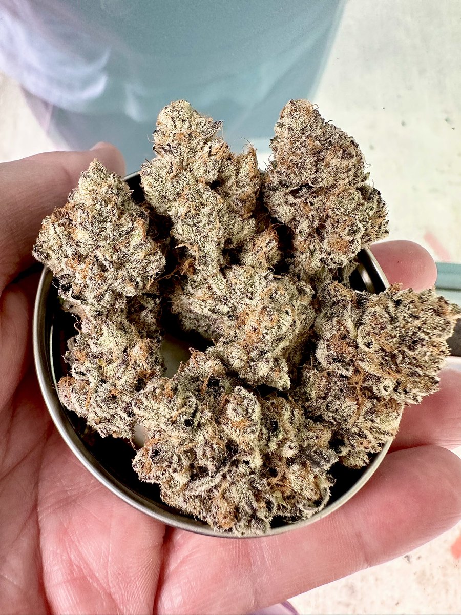 exoticgenetix's tweet photo. ⛽️🫐🍨 Ben &amp; Gary’s Baby!!! That very moment Gasoline, Berries, &amp; Ice Cream synchronize with one another to become you’re new favorite thing smoking!!! 😍😍😍 Seeds available now on https://t.co/5WijyxTR5F!!! 🤙🏼🤙🏼🤙🏼 #exoticgenetix #benandgarys #exotic4ever #itsalifestyle https://t.co/WM1NyvyzBU