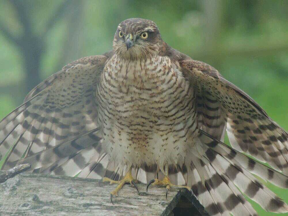 Sarah Courtney tweet media