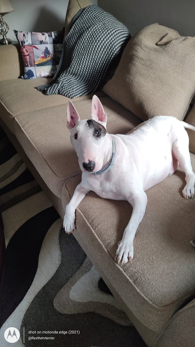 rexthetvterrier's tweet photo. What's that? You left your coffee cup on the table and now it's half empty? That is a mystery ๐ค
#Dogs #dogsoftwitter #IDidntDoIt #maybeIDid https://t.co/ZNMxML12U8