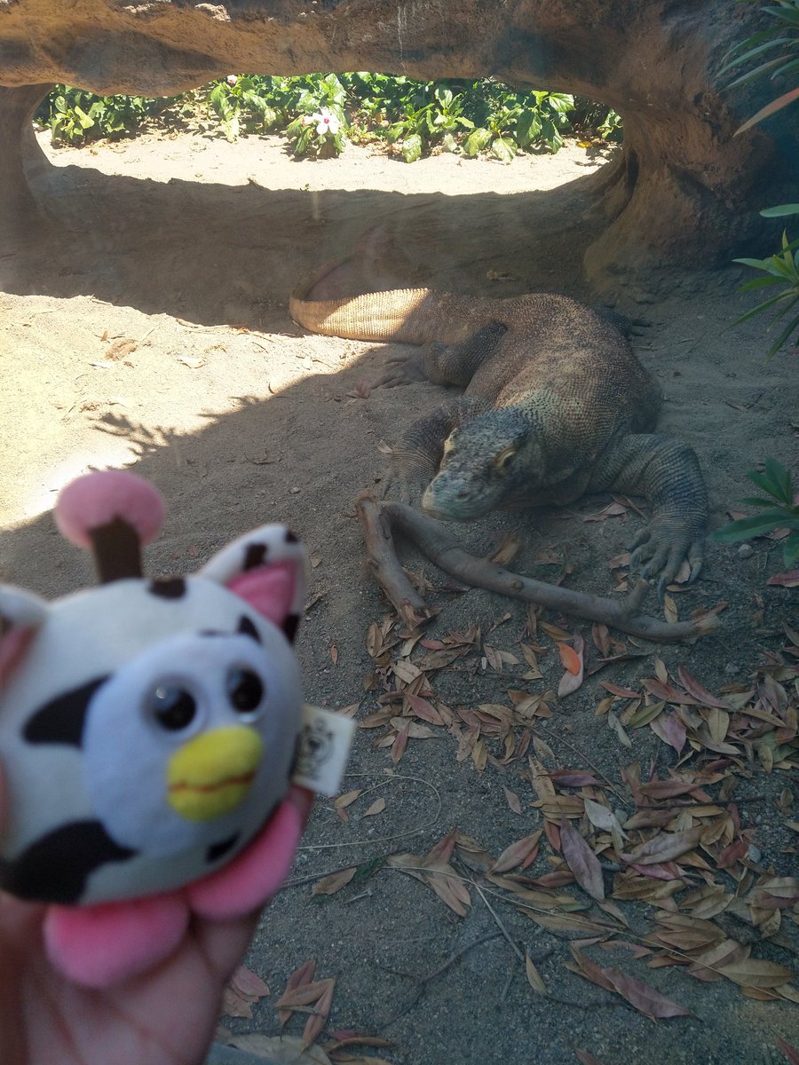 Wolfpy_Peepy's tweet photo. Human took me to the zoo and I saw many birds and this giant lizard https://t.co/IRQJbRb2tO