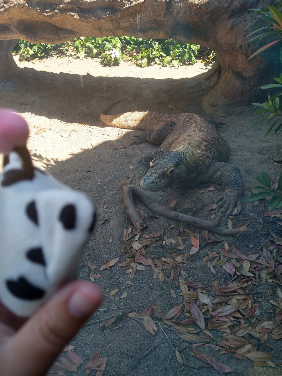 Wolfpy_Peepy's tweet photo. Human took me to the zoo and I saw many birds and this giant lizard https://t.co/IRQJbRb2tO