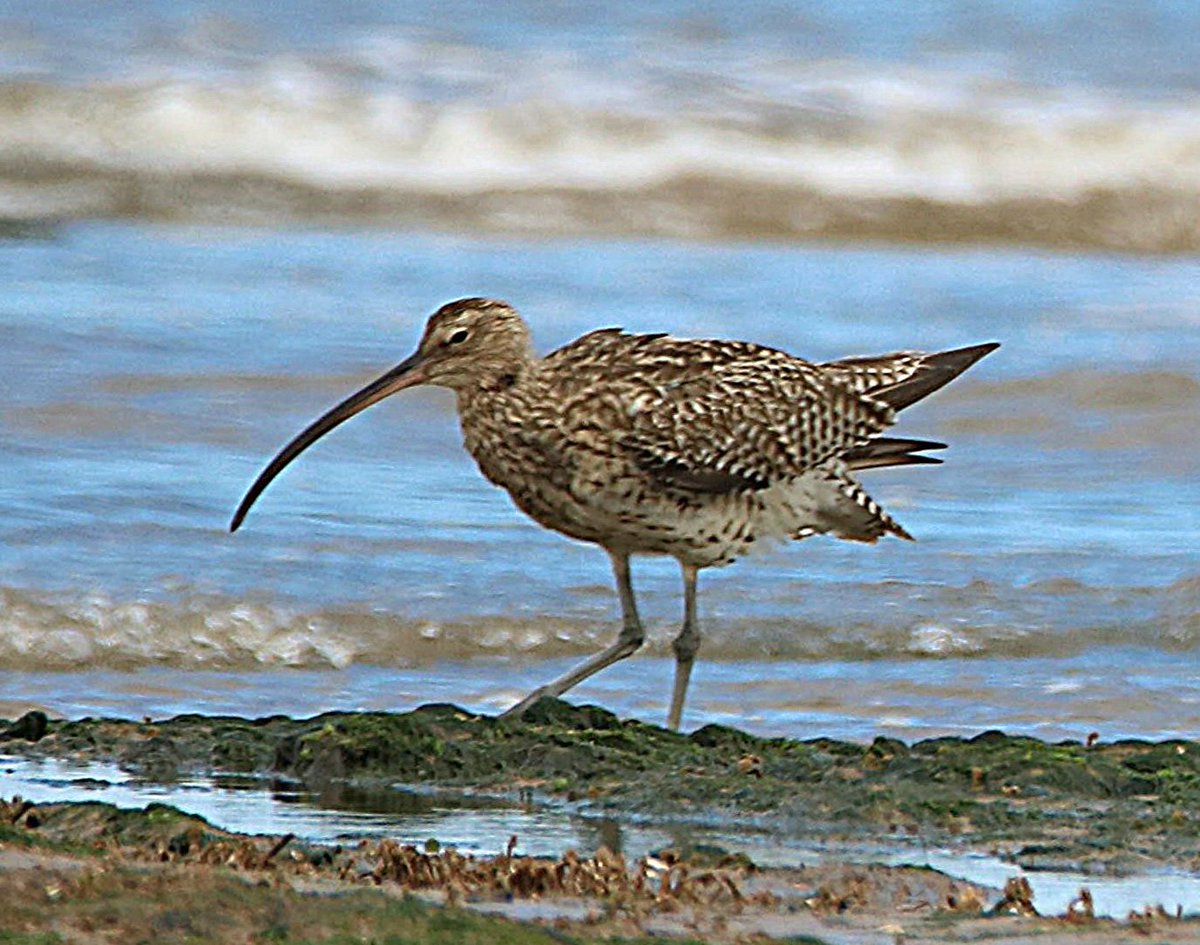 Titchwell marsh beach - Curlew sorting the weed. @birds @CurlewLIFE @CurlewAction @curlewrecovery @CurlewGuided @waderquest