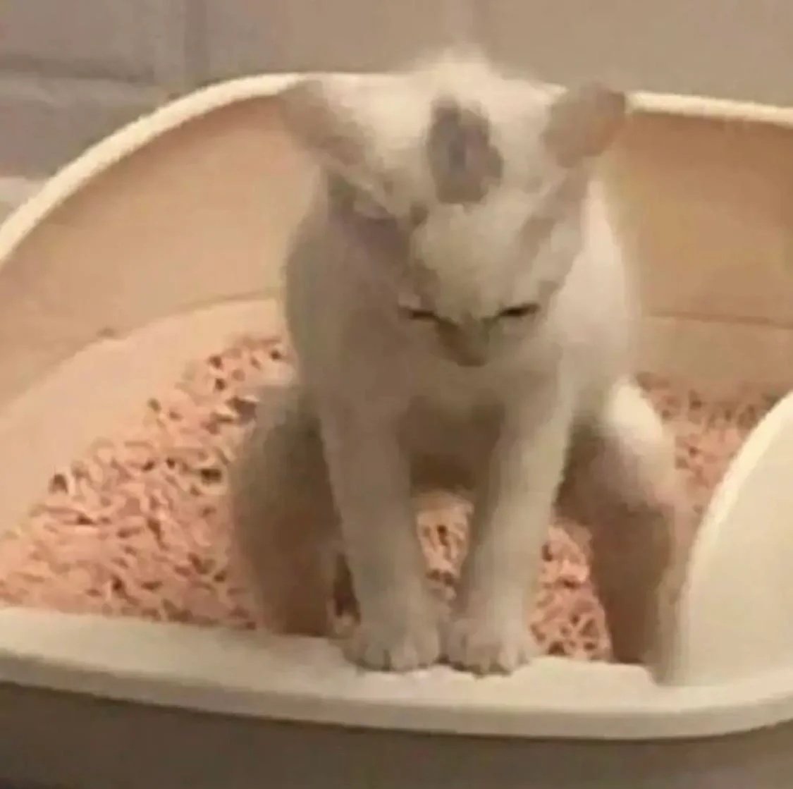 HumTanket's tweet photo. ou !!!!   ,Plese Dont   looking at      ,me
im pouping Woue https://t.co/X8DBPamTyl