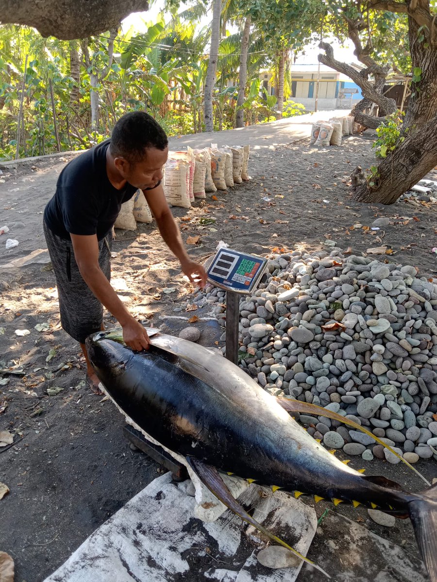 riatnichen's tweet photo. Kamis(20/07/2023), Riatni A.H. Husen, S.Pi
Luhkan Kab.Ende, melaporkan hasil tangkapan ikan Tuna yang diperoleh KUB Ikan Pari dengan menggunakan API Pukat sebanyak 82 kg dgn harga 32000/kg 
#GiatLuhkanSatminkalGONDOL 
#Ende
@bppsdm_kp 
@puslatluhkp 
@bppsdm_gondol 
@lapregiwati https://t.co/Ao4V8CFFKX