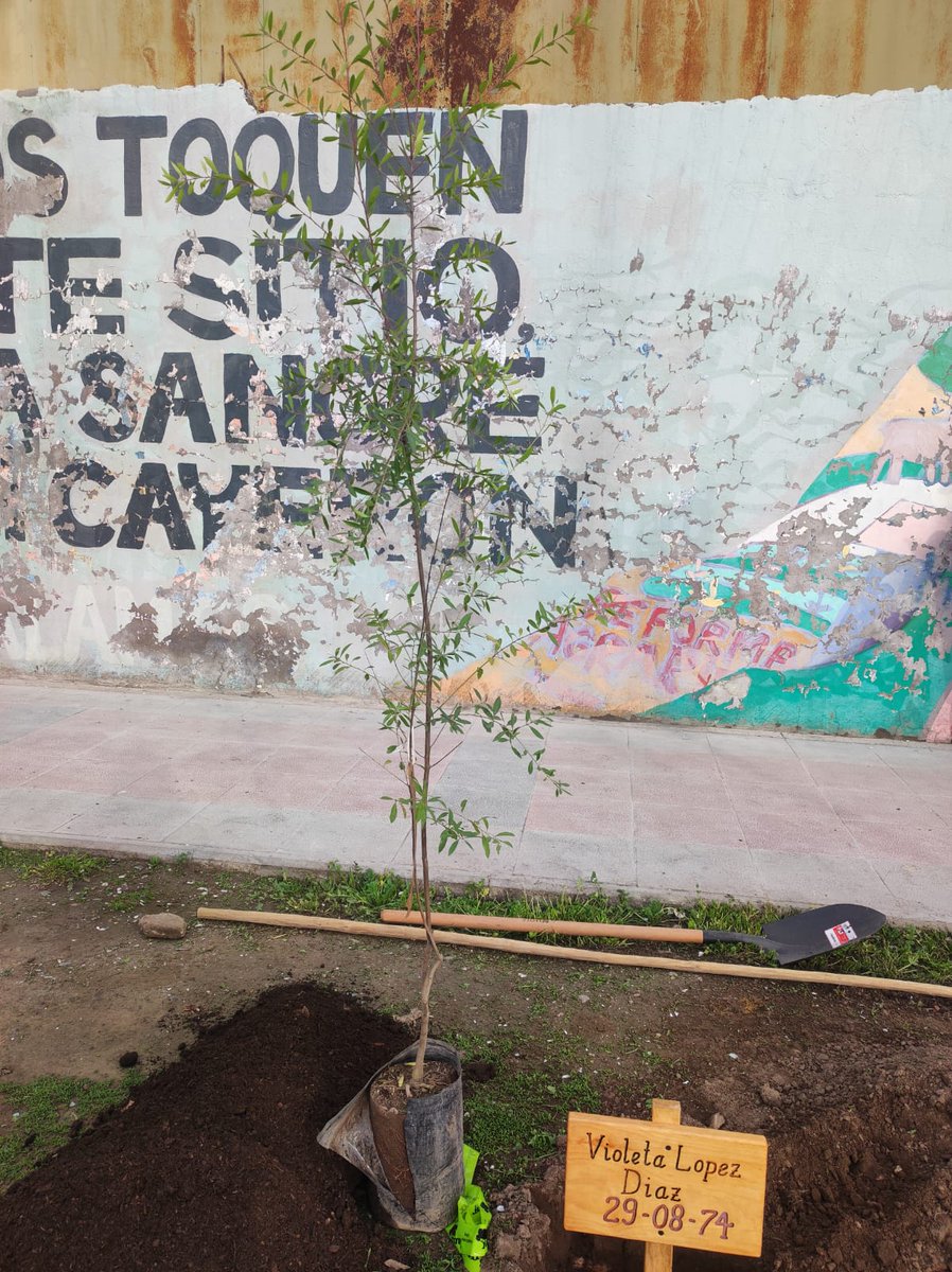 CONAF - Corporación Nacional Forestal tweet media