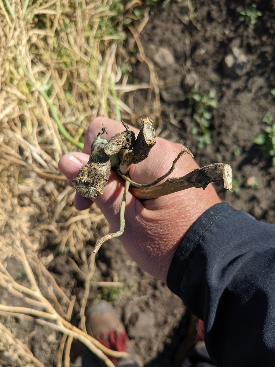 Clinton Jurke tweet media