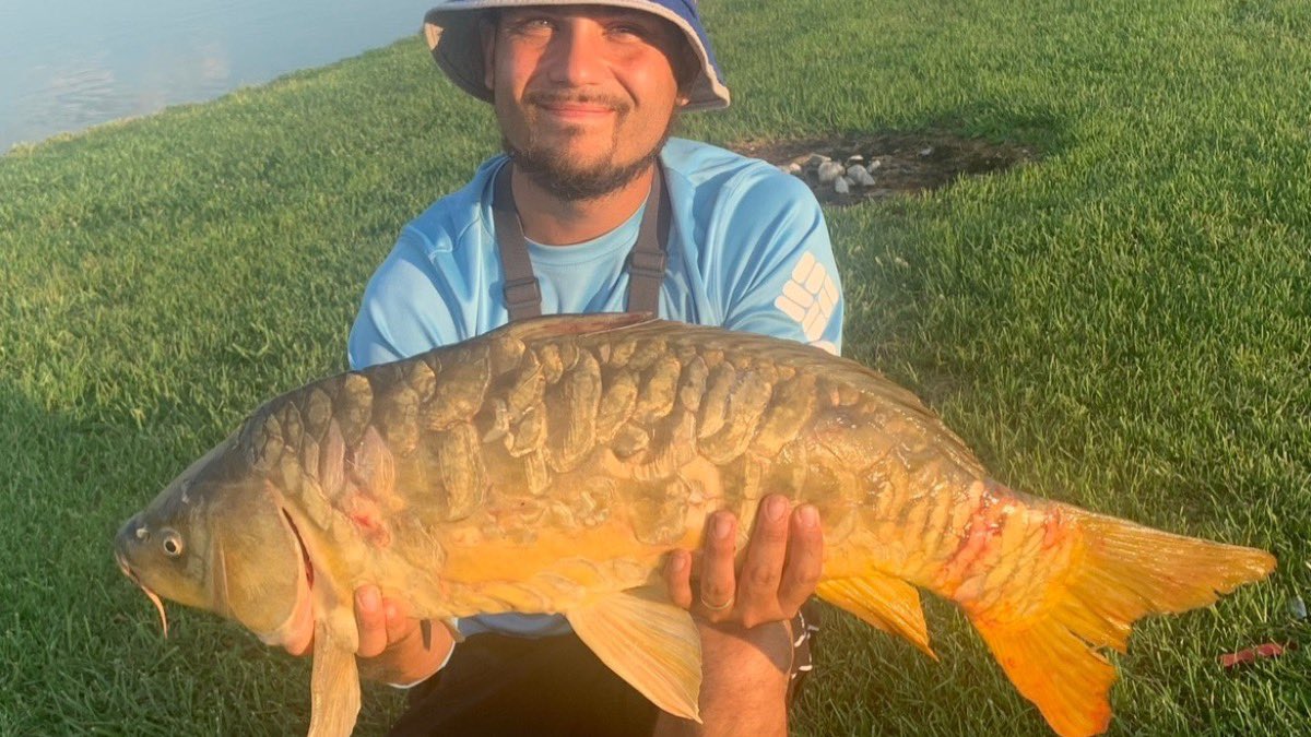 fishingselfmade's tweet photo. Absolute brute of a mirror carp I caught. Was definitely happy to get my PB! 
.
.
#fishing #fishingislife #hammerdown #tightlines #SelfMadeFishingTV #addictedtofishin #catchfishnotcorona #catchandrelease #carpfishing #mirrorcarp #fishingpics #fishingpicoftheday #ripalip #pondfish https://t.co/phVmlLKwhX
