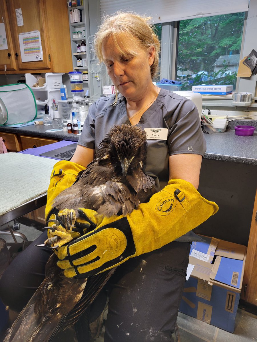 jason_claffey's tweet photo. Young bald eagle that fell out of its nest in Bath rescued, on the mend at Avian Haven rehab center https://t.co/YG6x6aBNmW https://t.co/8Q46BSYJrq