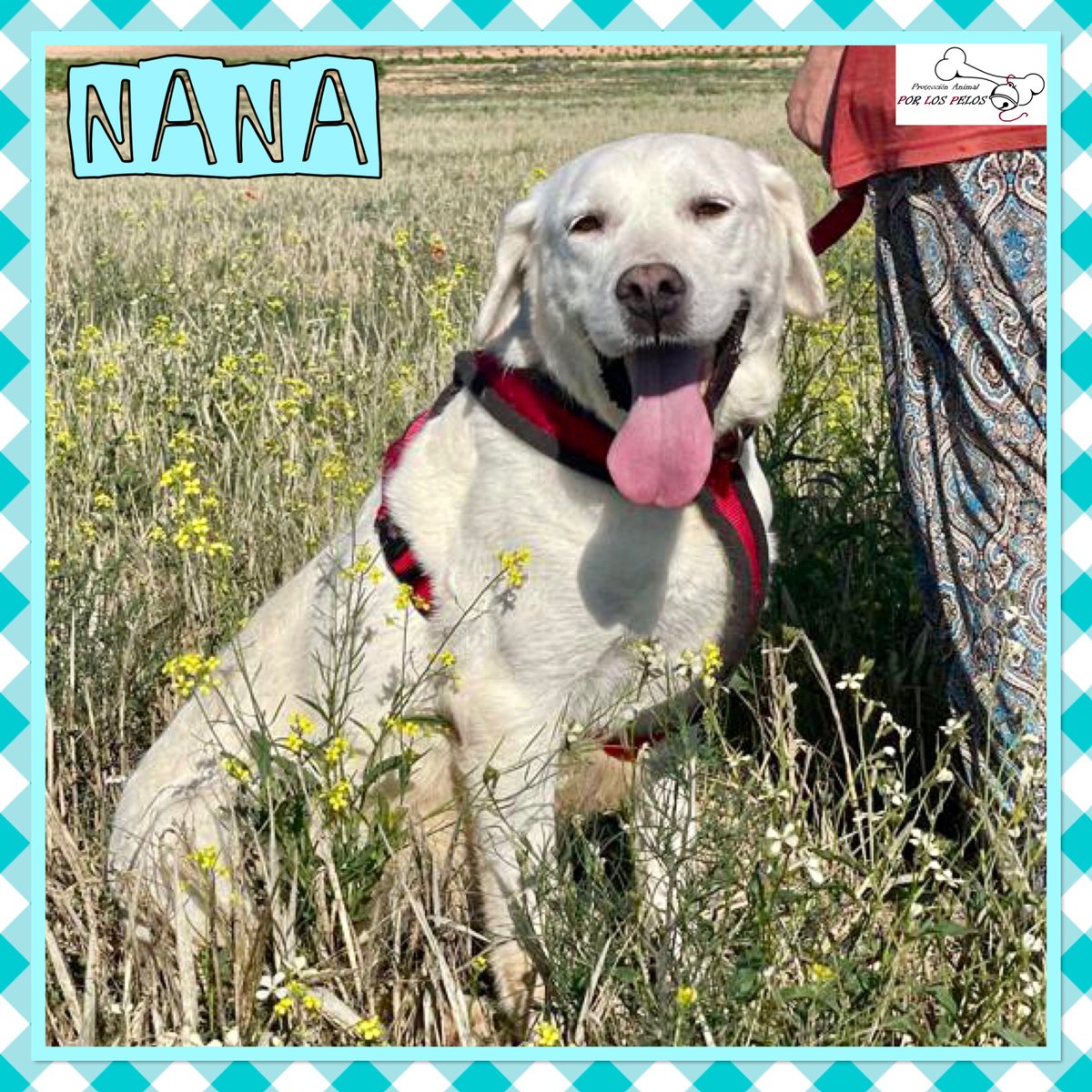PerreraToledo's tweet photo. 🐶NANA🐶#labradora 6 años busca URGENTEMENTE #acogida #adopcion para salir de la perrera. Es terrible, era una perrita feliz hasta que ha sido abandonada por su familia porque llega un nuevo bebé. Es una perra de casa y no entiende nada.👉 https://t.co/KLxgTbJVDE https://t.co/SbnEvFYrf5