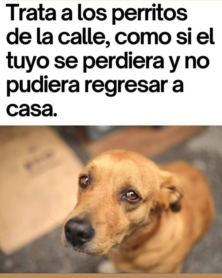 JLLVARELA's tweet photo. ✌️🙏🐶😊 https://t.co/yRJ7rMiMda