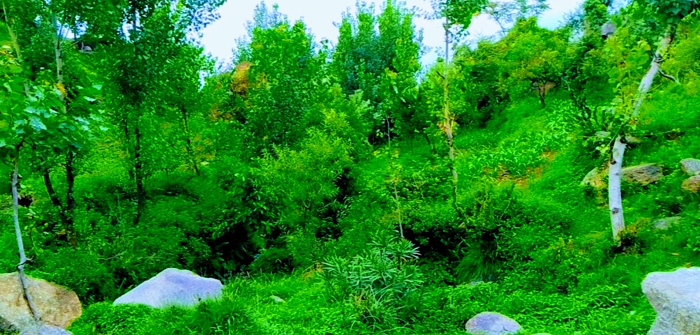 YousafzaiState's tweet photo. #tarinan_buner_khyber_pakhtoon_khawa https://t.co/6iUc7zuRg1