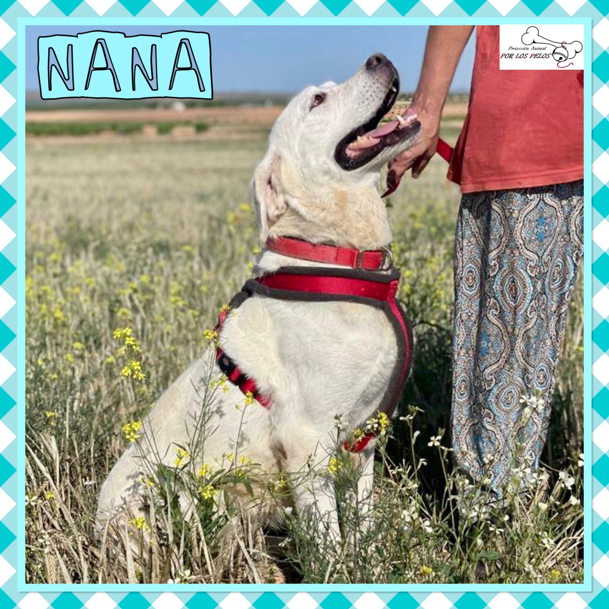 PerreraToledo's tweet photo. 🐶NANA🐶#labradora 6 años busca URGENTEMENTE #acogida #adopcion para salir de la perrera. Es terrible, era una perrita feliz hasta que ha sido abandonada por su familia porque llega un nuevo bebé. Es una perra de casa y no entiende nada.👉 https://t.co/KLxgTbJVDE https://t.co/SbnEvFYrf5