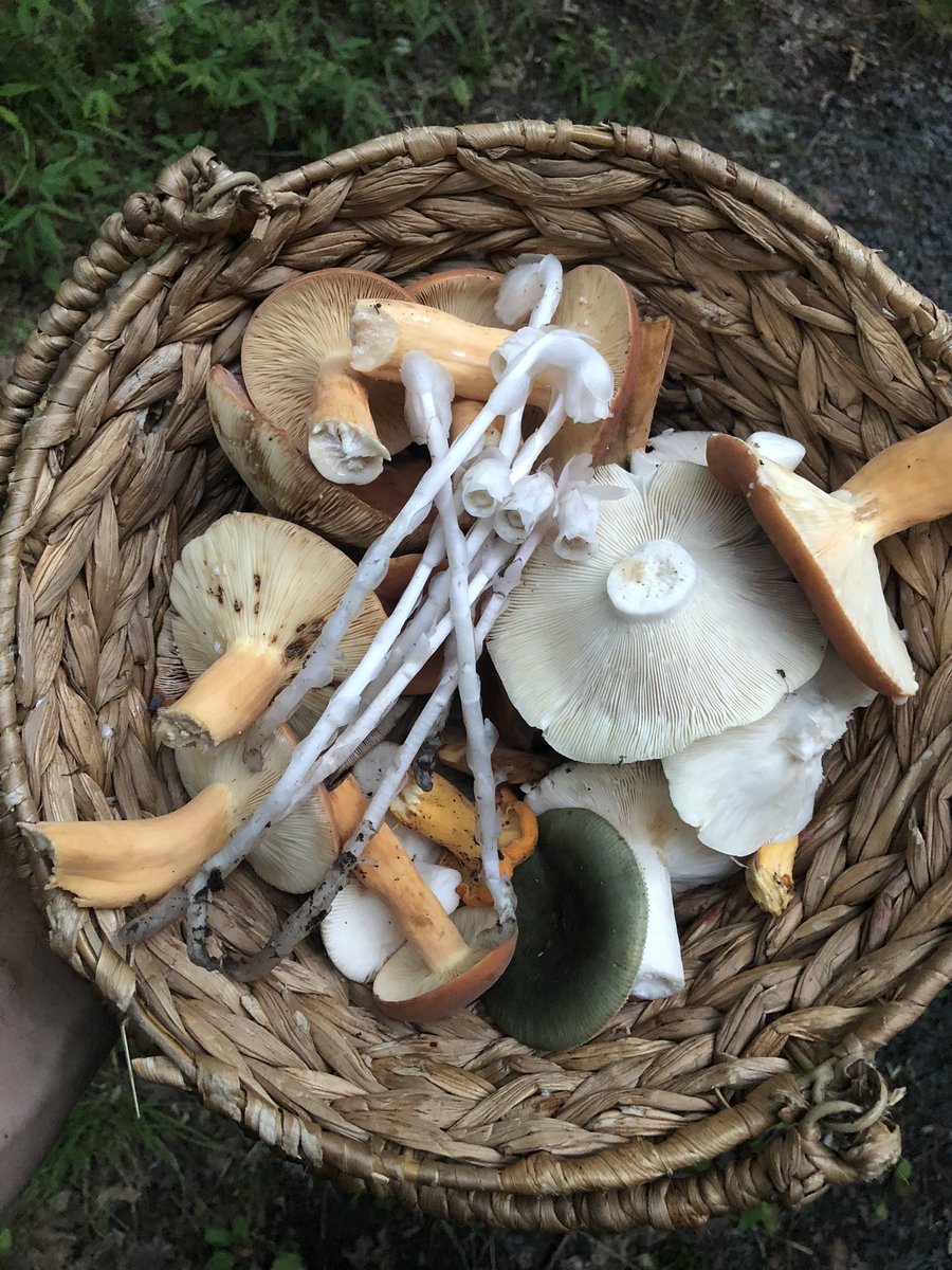 A look from yesterdays harvest…
#lactarius #greenrussula and a few sparingly harvested ghost pipes.

The #mushroomseason is in full force here in NJ. Hope to see some of you at classes!