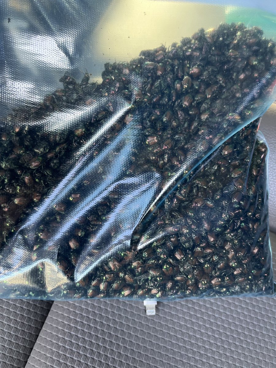 Sometimes the Japanese beetle traps are a little too effective…trapping is underway across Michigan to test populations for presence of the species specific microsporidian pathogen, Ovavesicula popilliae. #biocontrol #beetles #orchardpests