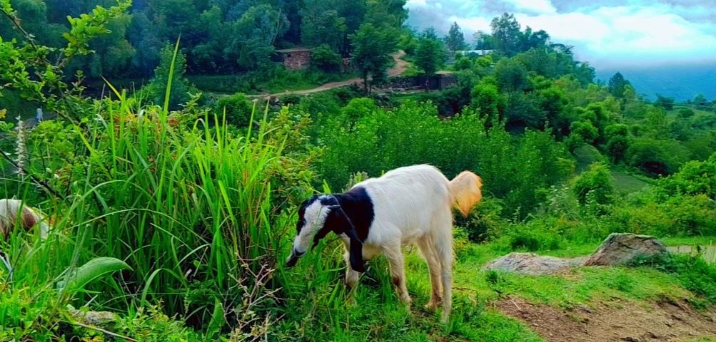 YousafzaiState's tweet photo. #tarinan_Buner https://t.co/NmqiY56Eeb