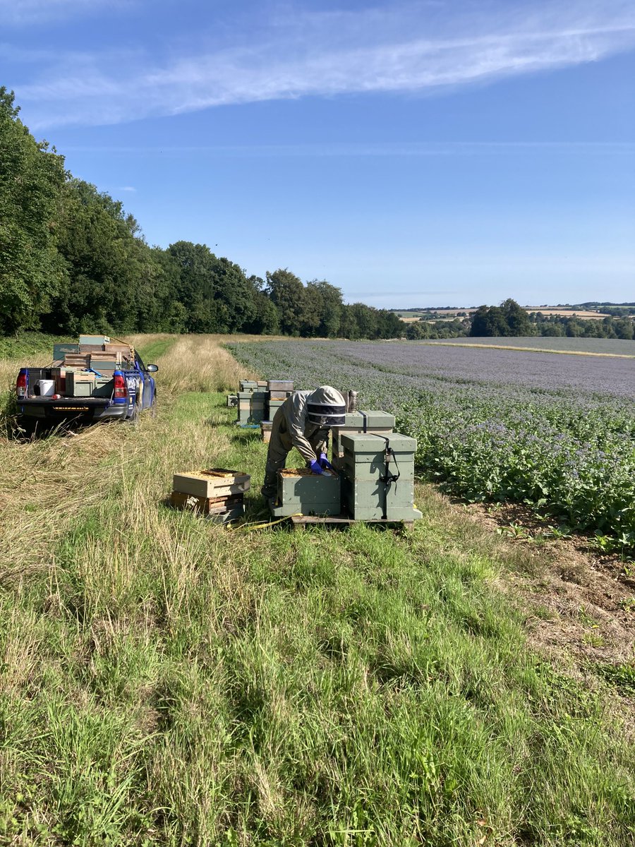 Bees were lovely today. Enjoying working the borage #beefarming #honeybees #borage