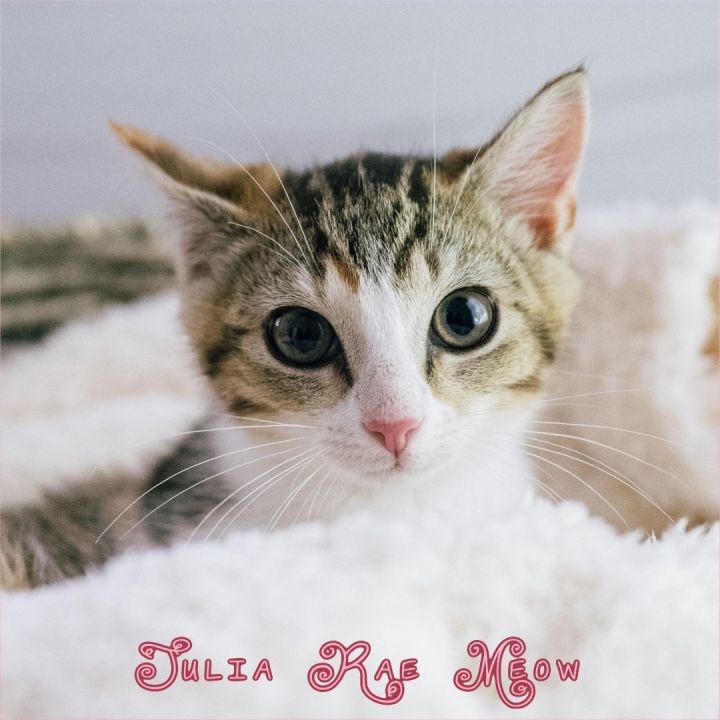 Humane Society of Loudoun County tweet media