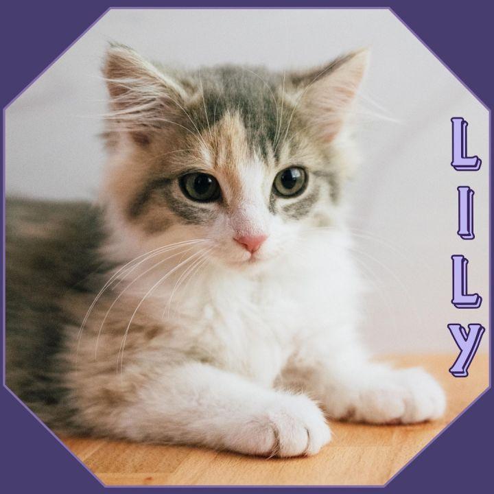 Meet Lily, Solomon, and Julia Rae Meow. Check out these little angels, and don't wait to apply, these su-"purr" models will go quickly!
Special thanks to photographer Traci Medlock of Lock &amp; Company for taking these pawsome photos! #adoptdontshop
humaneloudoun.org/adopt/availabl…