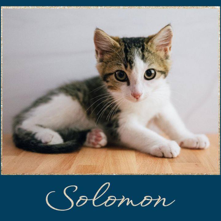 Humane Society of Loudoun County tweet media