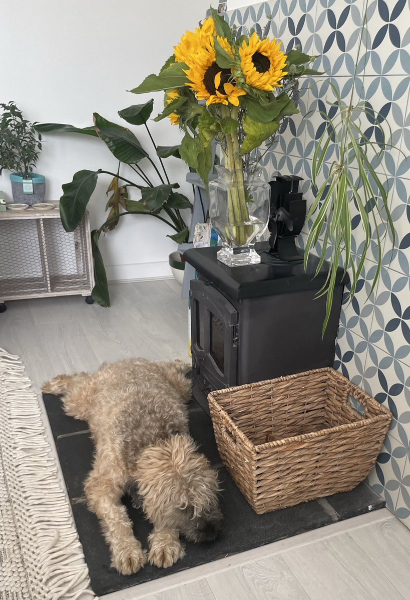 our_wilfred's tweet photo. Resting at Auntie Patch’s house https://t.co/7tmQiqE6yP