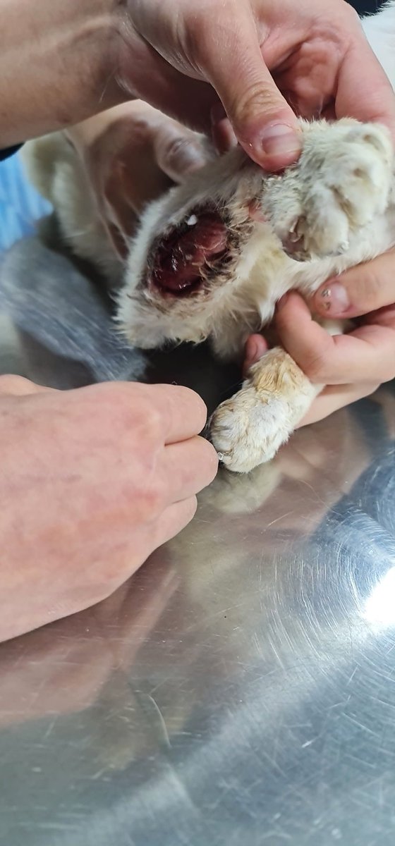 catswithnohope's tweet photo. SAMSON FRİSKY
From horrid life on the on the streets to now getting ready for a new life. This boy has been in the hospital over a month with his medical bills growing daily 
İt's POCKET CHANGE WEEKEND Please throw together your pocket change for Samson
https://t.co/4YXdAdkBYw https://t.co/5mHYkFamQl