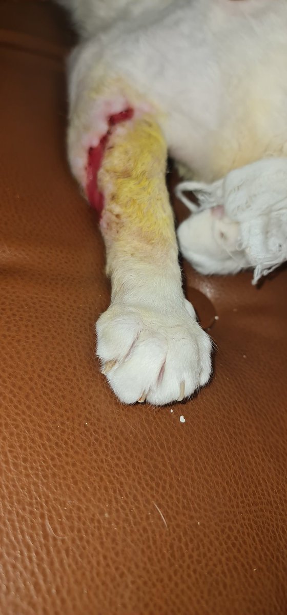 catswithnohope's tweet photo. SAMSON FRİSKY
From horrid life on the on the streets to now getting ready for a new life. This boy has been in the hospital over a month with his medical bills growing daily 
İt's POCKET CHANGE WEEKEND Please throw together your pocket change for Samson
https://t.co/4YXdAdkBYw https://t.co/5mHYkFamQl