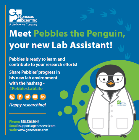 geneseesci's tweet photo. Attention researchers! One of our lab techs, Pebbles, has snuck into your order undetected! Take Pebbles under your wing and show him the ropes of your lab. Document the things you’re teaching Pebbles with #PebblesLabLife, so we can all see what he’s up to! #geneseesci #labpet https://t.co/qMExgcbL0J