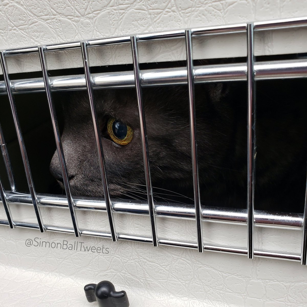 #SumBitch Dental day.