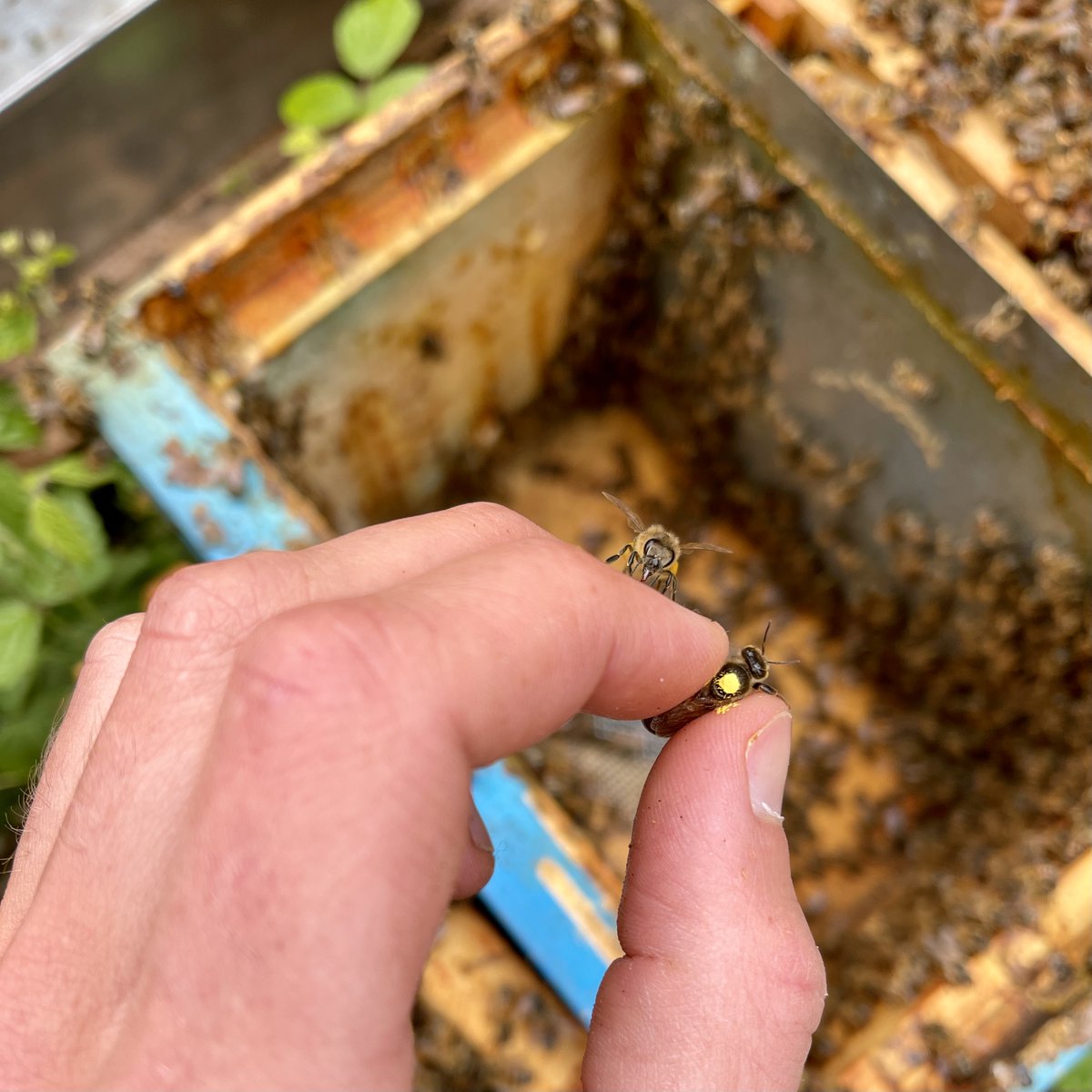 Association Confidences d'Abeilles tweet media
