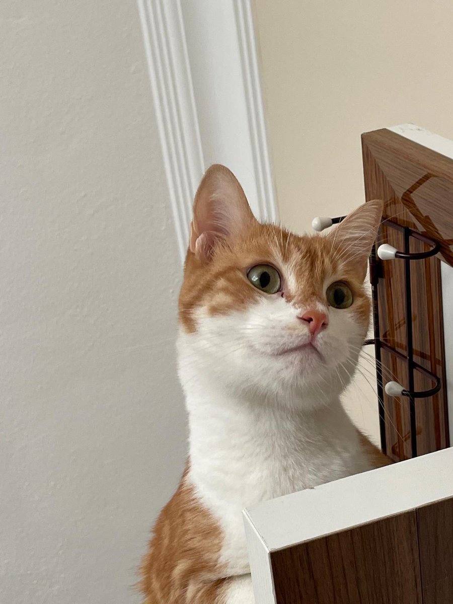 Evdeki hayvan fazlalığından dolayı sevgili oğlumuz Çınar’ı daha huzurlu sakin bir hayat sürebileceği istanbul içi güvenilir bir kalıcı yuvaya sahiplendirmek istiyoruz.
Sağlıklı, kısır, 5 yaşında, erkek. 
İletişim için 0555 449 34 73
Barış Arısoy