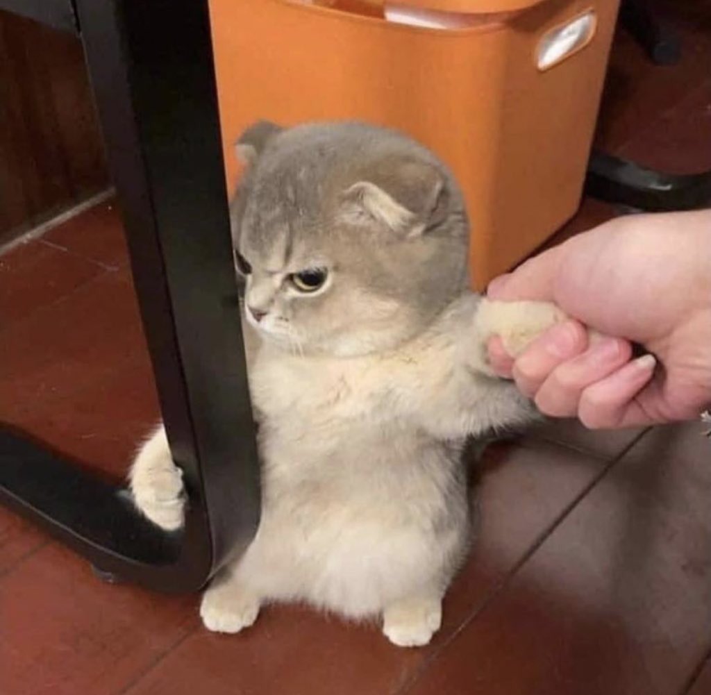 Why you should have a cat (@shouldhavecat) on Twitter photo 