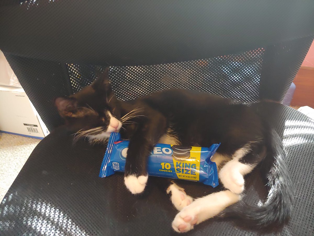 Our new kitten we named <a href="/Oreo/">OREO Cookie</a> !!!!  So I just had to do it!! #Oreo
