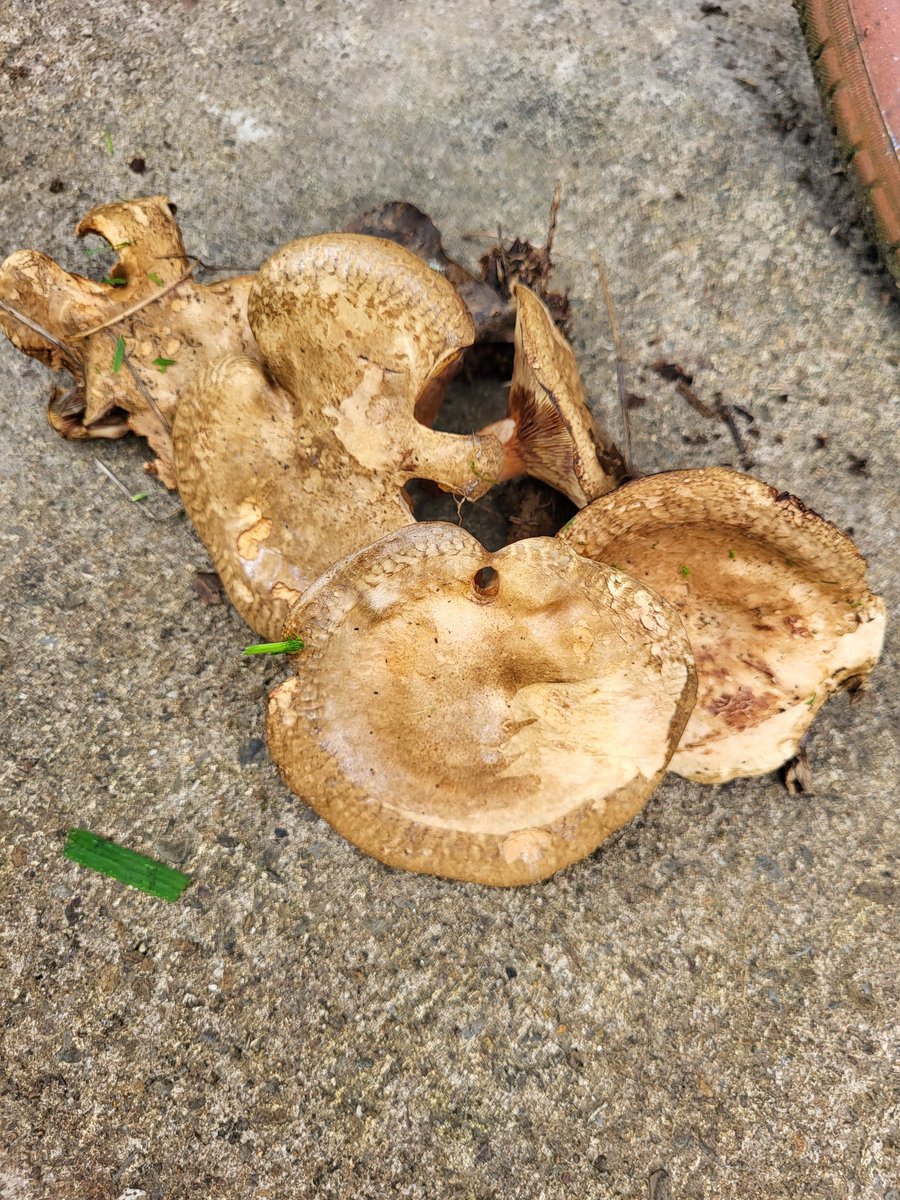 Afternoon <a href="/irishshiitake/">ballyhoura mushroom</a> - can you let me know if these are harmful pls ??