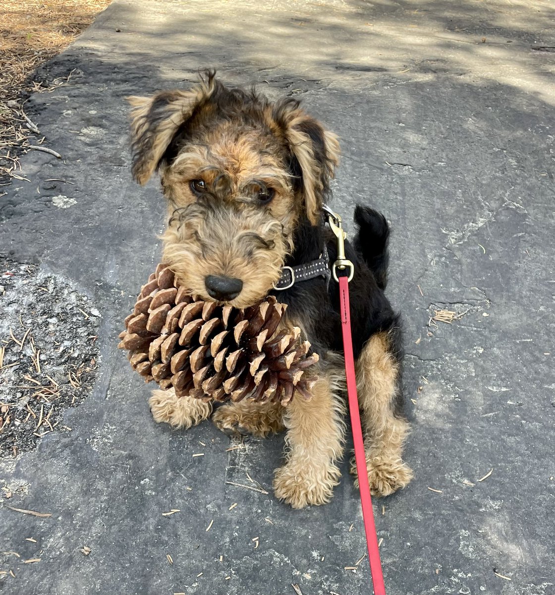 CarolReber's tweet photo. @moorehn Archie, 4 mos old. Has teeth like an alligator not shown here. https://t.co/VxABeXnDOC